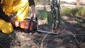 Best Tree Disease Treatment  in New Hackensack, NY