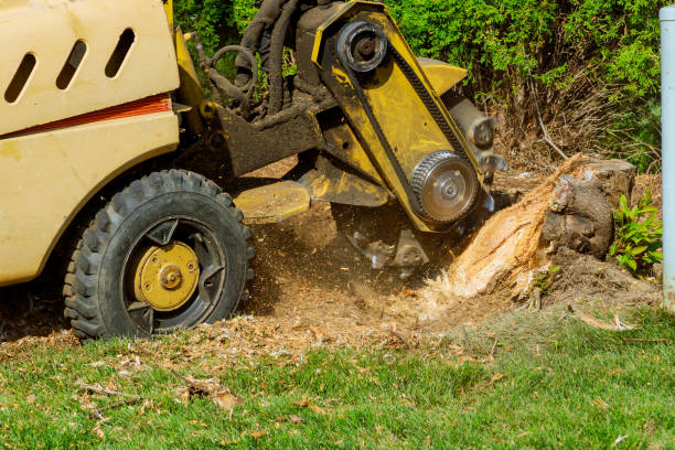 Best Fruit Tree Pruning  in New Hackensack, NY