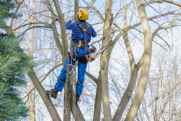 How Our Tree Care Process Works  in  New Hackensack, NY