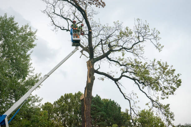 Best Arborist Consultation Services  in New Hackensack, NY