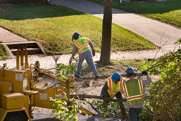 Best Lawn Renovation and Restoration  in New Hackensack, NY