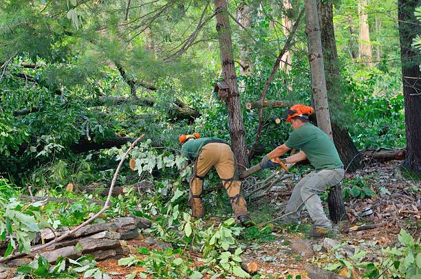 Leaf Removal in New Hackensack, NY