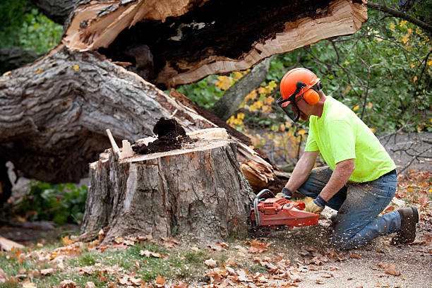 New Hackensack, NY Tree Care Services Company