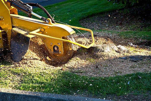 Best Hedge Trimming  in New Hackensack, NY